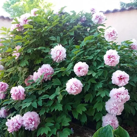 아파트 Mediterran Es Vendeghaz